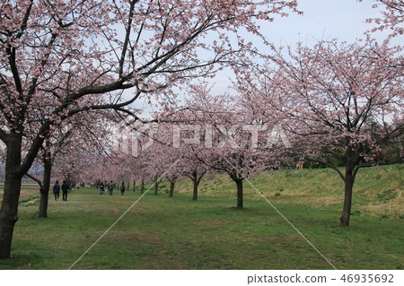 Sakado City Anko cold cherry blossoms Sakado City Anko cold cherry blossoms 46935692