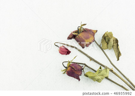 Dry red rose isolated on white background Dry red rose isolated on white background 46935992