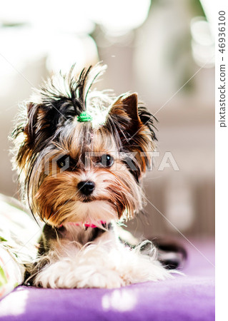 Biewer Yorkshire Terrier 46936100