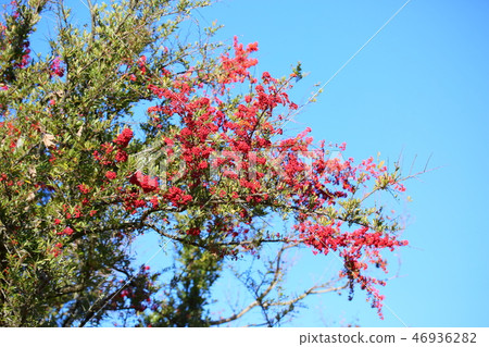 Pirakanzasu fruit 46936282