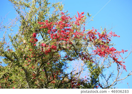 Tokiwa hawthorn seeds 46936283
