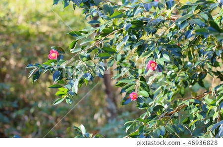 Yambutsubaki花 Yambutsubaki花 46936828