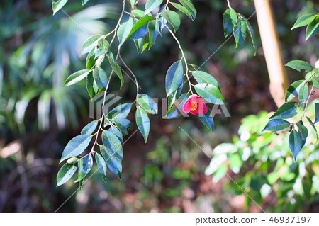 Yambutsubaki花 46937197