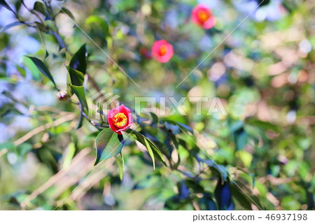 Yambutsubaki flowers Yambutsubaki flowers 46937198