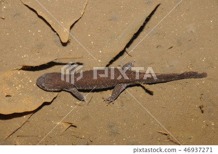 Abe salamander female Abe salamander female 46937271