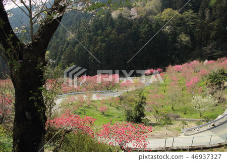 Higashi Chichibu Ouchizawa Hanatomo no Sato Higashi Chichibu Ouchizawa Hanatomo no Sato 46937327
