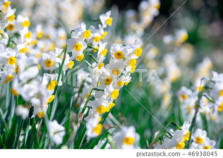 Narcissus 46938045