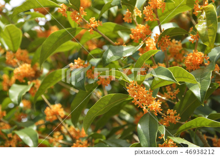 Osmanthus flower 46938212