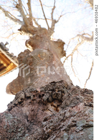 在Ishioka市Terukuji Keyaki的大樹 46938482