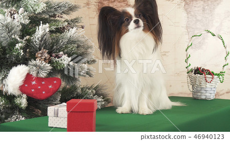 Papillon dog with gifts near New Year tree Papillon dog with gifts near New Year tree 46940123