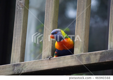 A hen in front of the veranda 46940388