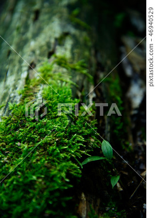 Moss Moss 46940529