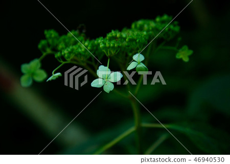 Plant Plant 46940530