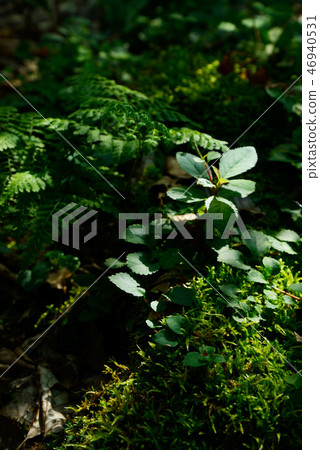 Moss Moss 46940531