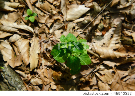 Fresh green Fresh green 46940532
