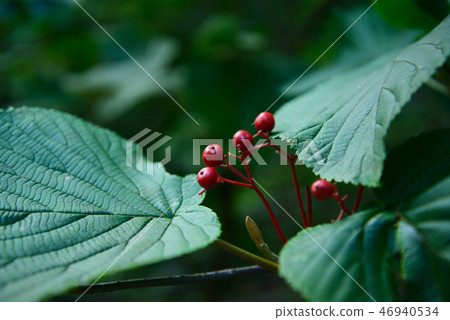 Red fruit Red fruit 46940534