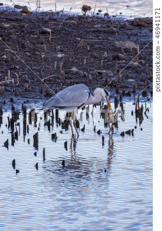灰鷺 46941171