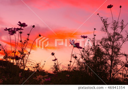 Silhouette of evening sky and cosmos 46941354