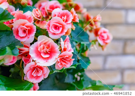 秋海棠雙花背景材料 秋海棠雙花背景材料 46941852