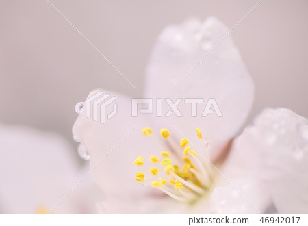 一片櫻桃葉子的特寫鏡頭照片有可愛的櫻花和青苔的。 46942017