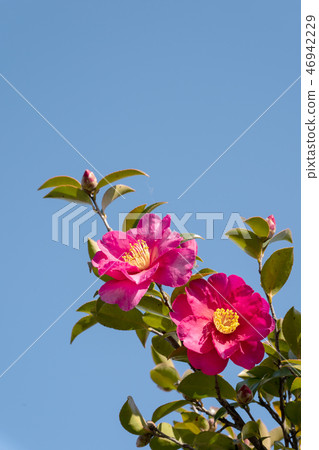 複製盛開山茶花花和藍天空間 46942229