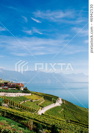 Vineyard terrace in Chexbres village in Lavaux Vineyard terrace in Chexbres village in Lavaux 46942530