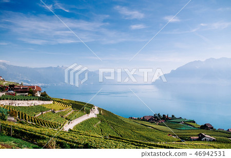Vineyard terrace in Chexbres village in Lavaux Vineyard terrace in Chexbres village in Lavaux 46942531