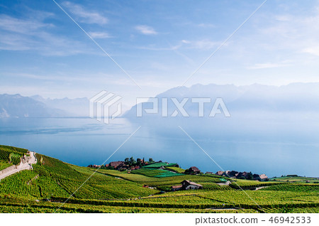 Vineyard terrace in Chexbres village in Lavaux Vineyard terrace in Chexbres village in Lavaux 46942533