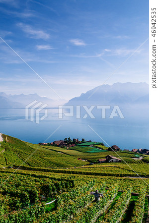 Vineyard terrace in Chexbres village in Lavaux Vineyard terrace in Chexbres village in Lavaux 46942535