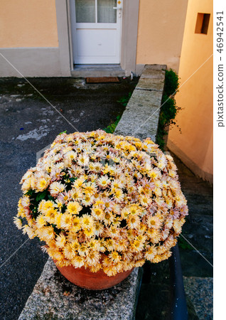 Beautiful Chrysanthemum flower pot in Lavaux 46942541