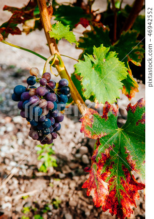Fresh wine grapes in Chexbres, Lavaux Switzerland Fresh wine grapes in Chexbres, Lavaux Switzerland 46942552