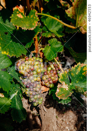Fresh wine grapes in Chexbres, Lavaux Switzerland Fresh wine grapes in Chexbres, Lavaux Switzerland 46942553