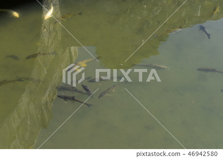 河魚 河魚 46942580