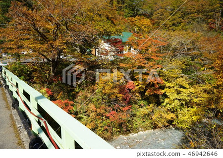 Summer oil is colored leaves season 46942646