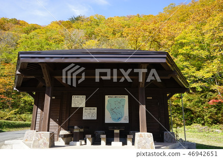 夏季油是彩色的葉子季節 夏季油是彩色的葉子季節 46942651