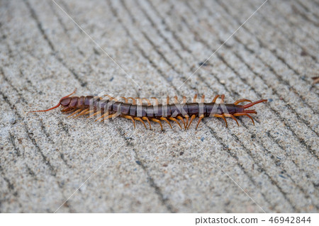 Scolopendra cinculata Mediterranean banded centipede  46942844