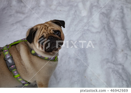 Dog walks in the winter. 46942989