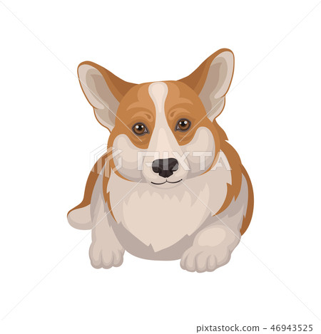 corgi muzzle
