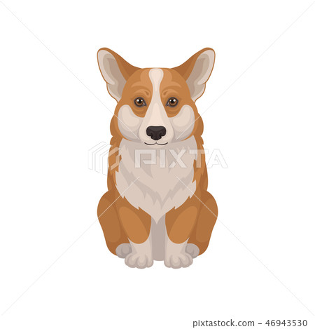 fluffy coat corgi