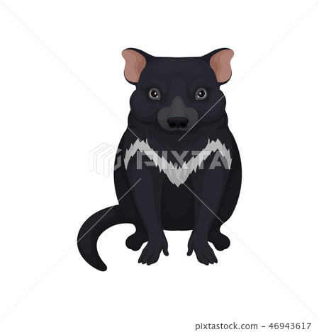 Tasmanian devil. Australian animal with black fur and white patch on chest. Fauna theme. Detailed 46943617