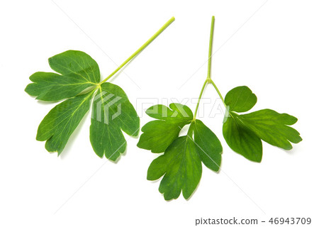 沖繩長壽草 46943709