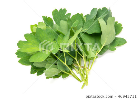 沖繩產長壽草 46943711