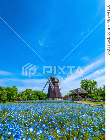 風車和nemophila花 46944116