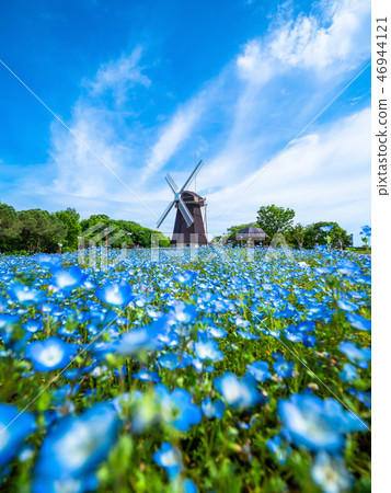 風車和nemophila花 風車和nemophila花 46944121