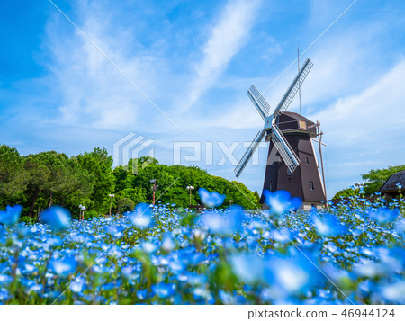 Windmill and nemophila flower Windmill and nemophila flower 46944124