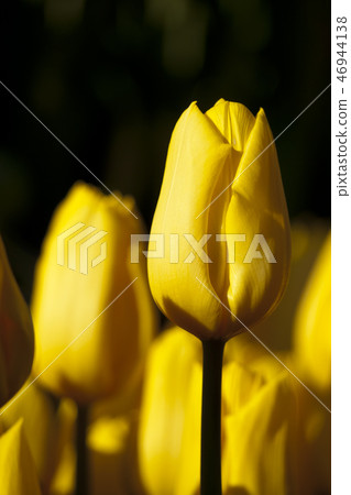 Enoshima Winter Tulip Enoshima Winter Tulip 46944138