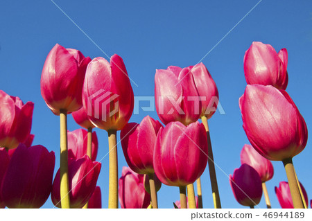 Enoshima Winter Tulip Enoshima Winter Tulip 46944189