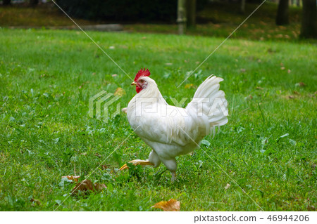 Free range white chicken on the grass Free range white chicken on the grass 46944206