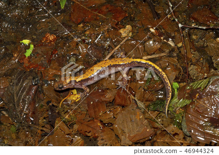 筑波箱根蠑螈成人 筑波箱根蠑螈成人 46944324