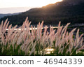 Golden grass 46944339